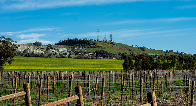 Merindoc vintners vineyard